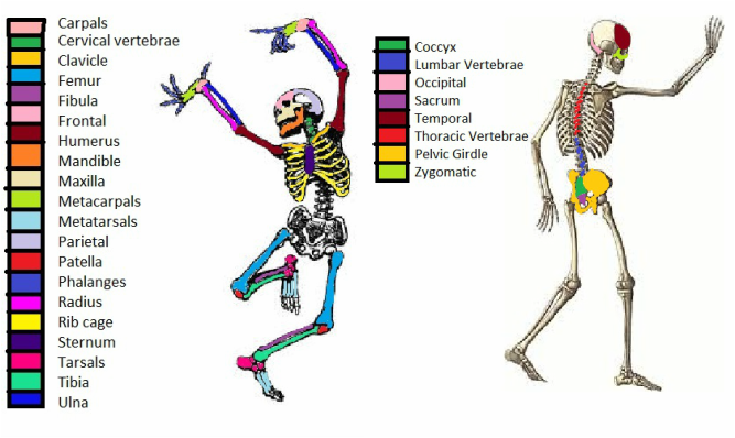 Bones - Human Body Systems